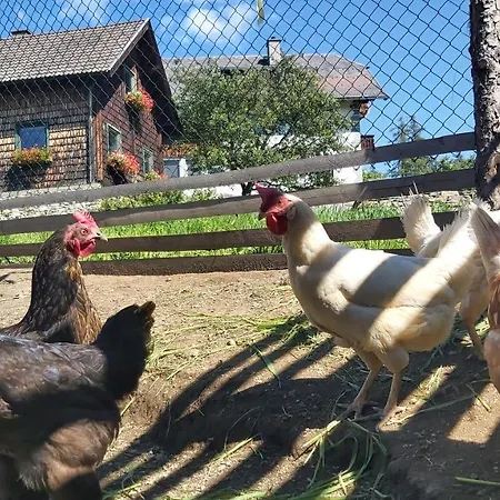 Hébergement de vacances Schweizer Hof